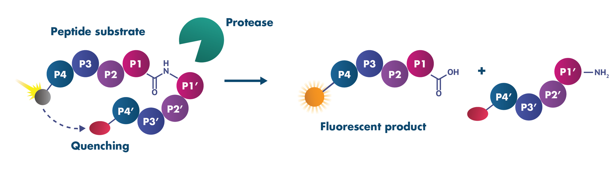 Protease Assay Services Reaction Biology